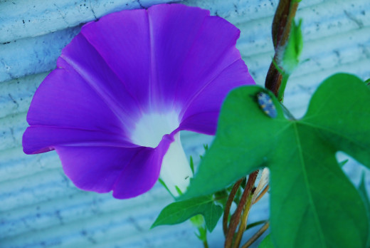 657511 (a): :1920x1283